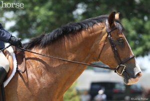 Ask the Vet: Why Do Horses Have Wolf Teeth Removed?