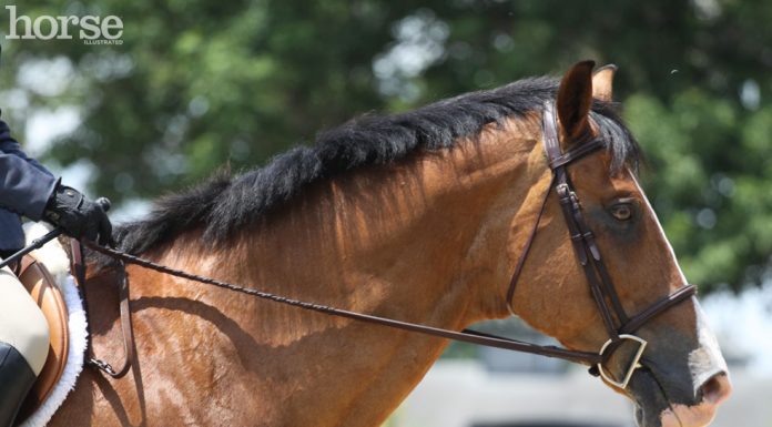 Headshot of a horse in a D-ring snaffle bit