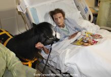 Magic the therapy horse