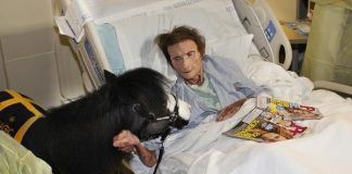 Patient’s Dying Wish to See a Horse Again Comes True Magic the therapy horse