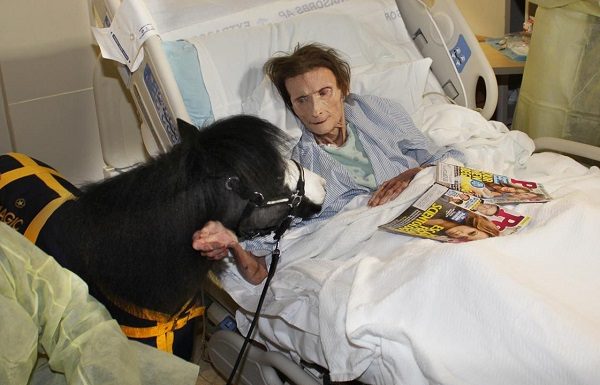 Magic the therapy horse