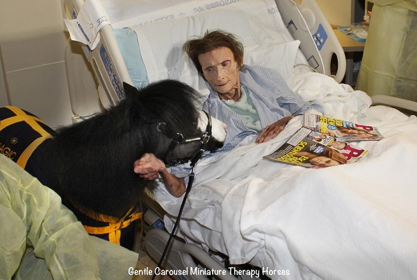 Magic the therapy horse