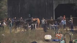 Businesses Join Forces to Help Horses Rescued from Peaceable Farm