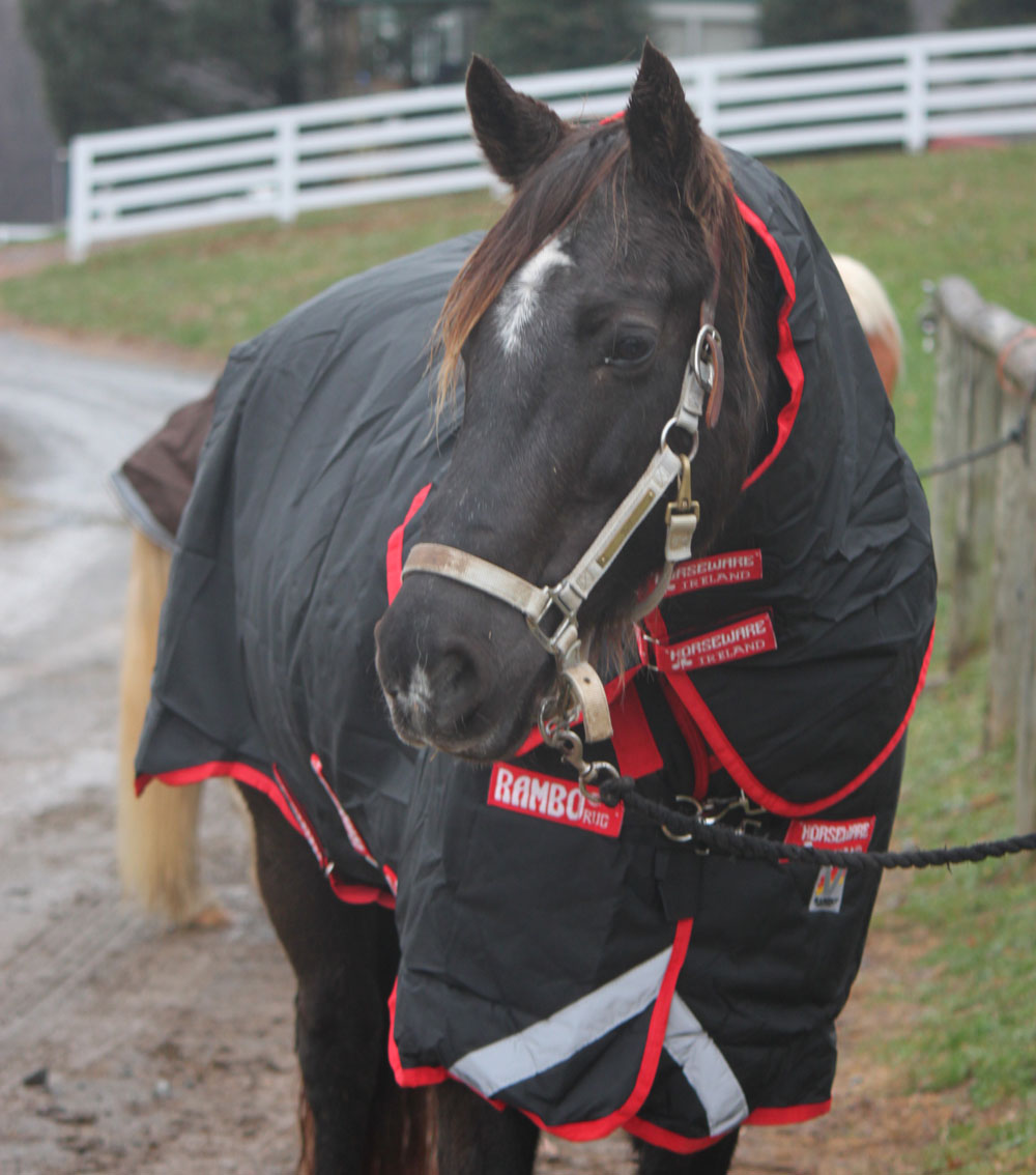 Rambo Rug