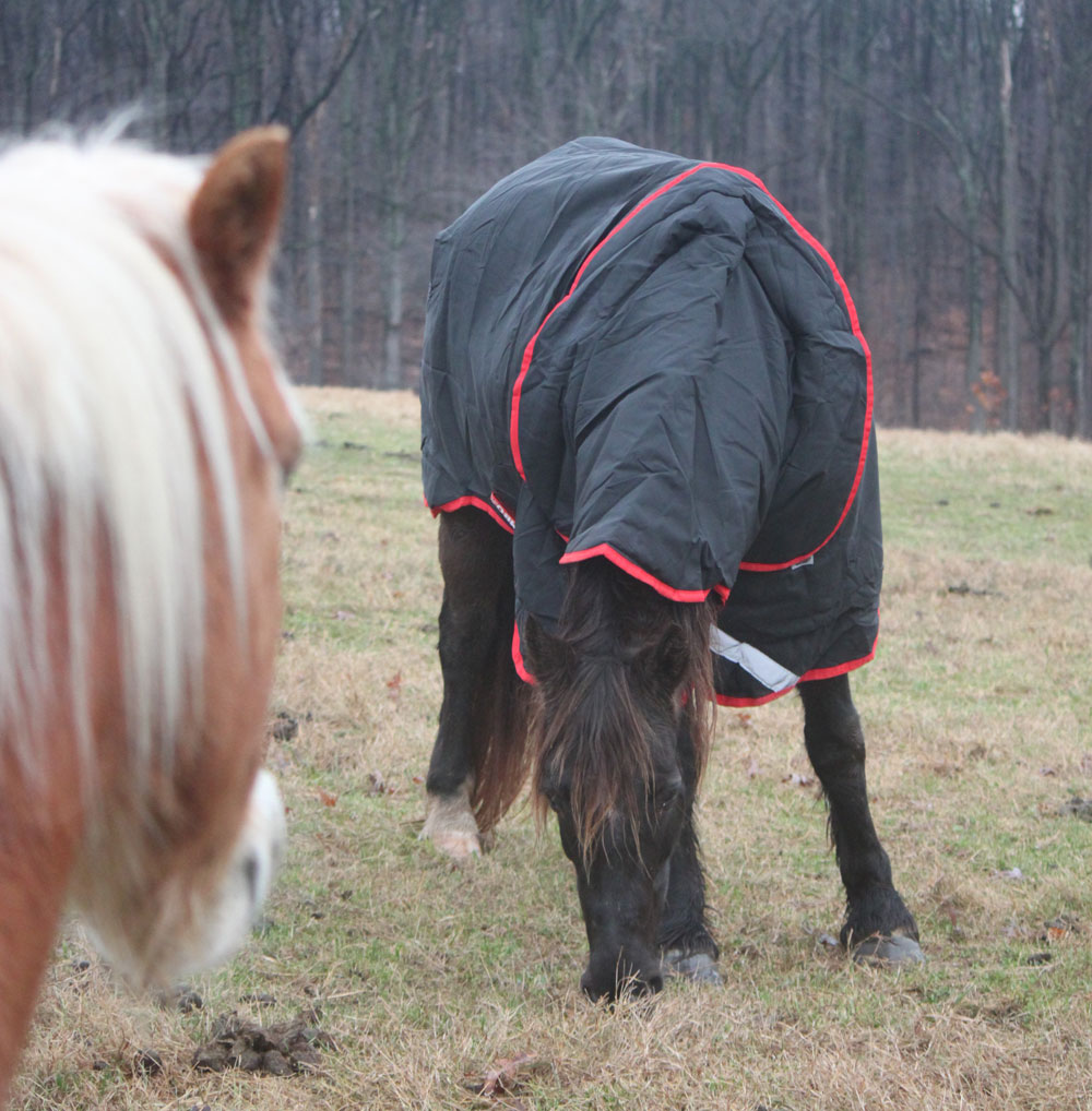 Rambo Rug