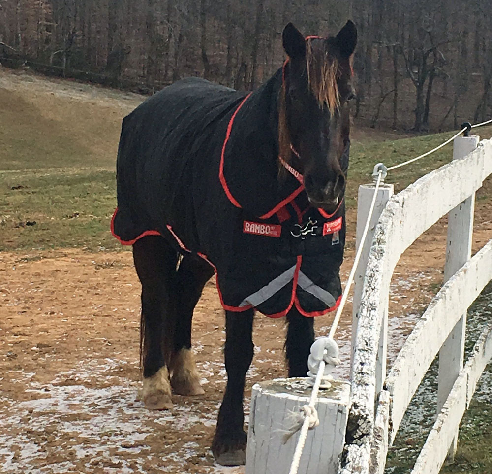 Horse in winter blanket