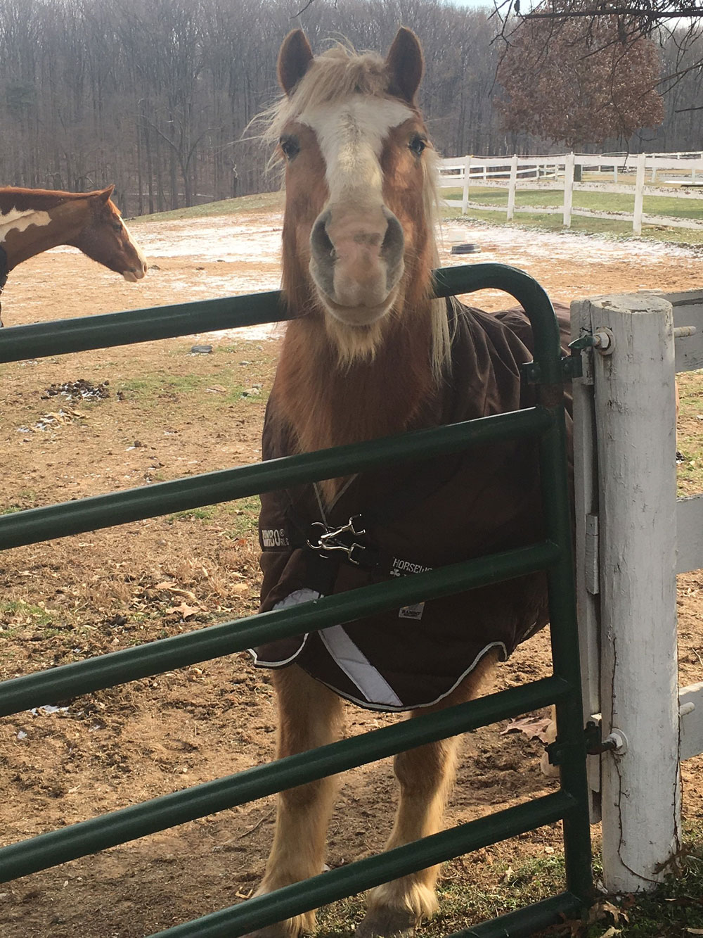 Horse in winter blanket