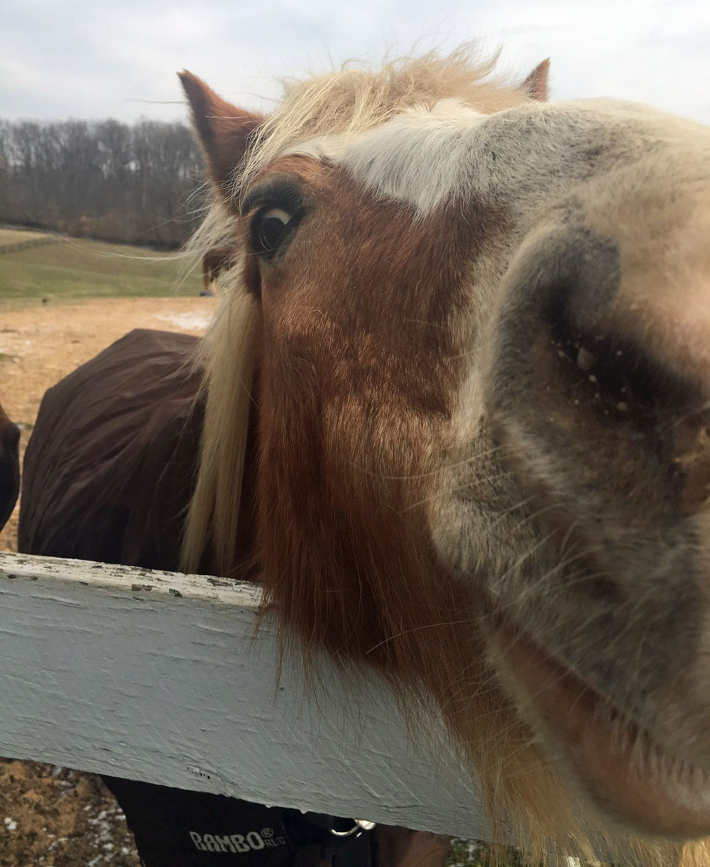 Horse nose up close