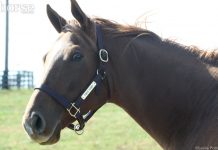 Horse in a halter with nameplate