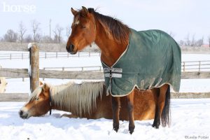 Ask the Vet: A Horse’s Sleepy Behavior