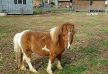 mini horse found loose