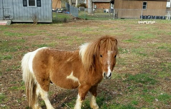 mini horse found loose