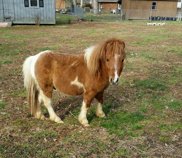 Mini horse found loose