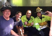 Firefighters with rescued colt