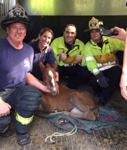 Colt Found Stranded in Ravine Now Recovering at Veterinary Hospital