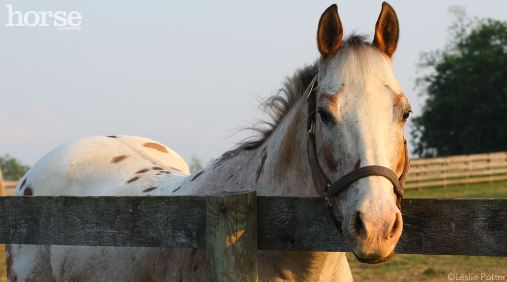 Appaloosa horse looking over the fence