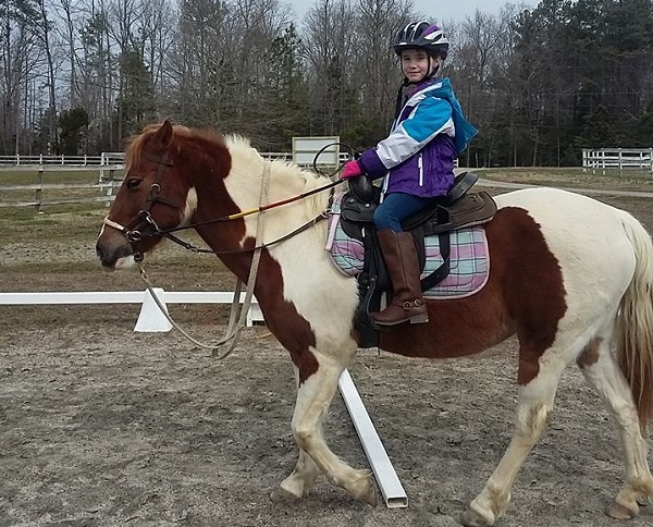 Jillian the Therapy Horse