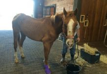 Lucky Wind Dancer Rescue