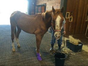Horse Found Abandoned, Person Responsible Sought