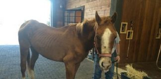 Horse Found Abandoned, Person Responsible Sought Lucky Wind Dancer Rescue