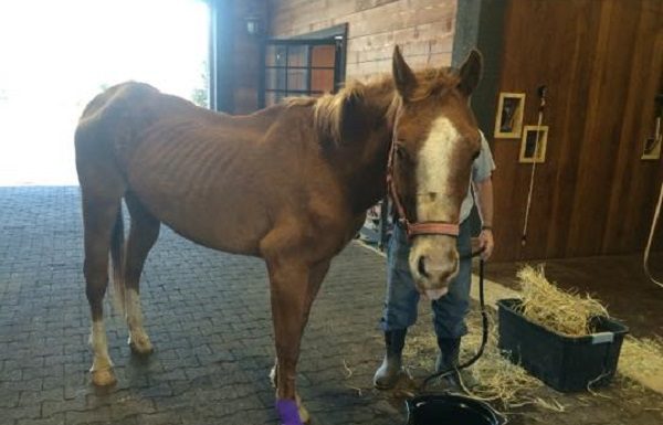 Lucky Wind Dancer Rescue