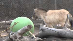Featured Video: Batu the Przewalski’s Horse is Having a Ball
