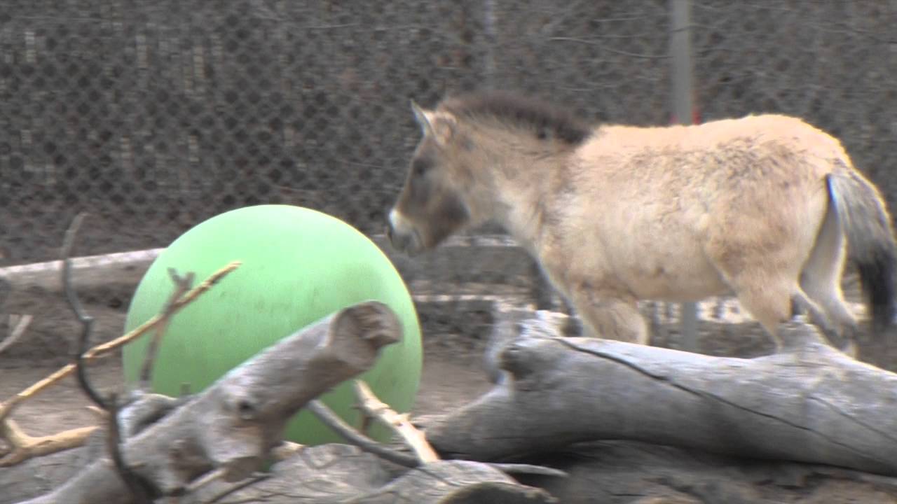 Featured Video: Batu the Przewalski’s Horse is Having a Ball