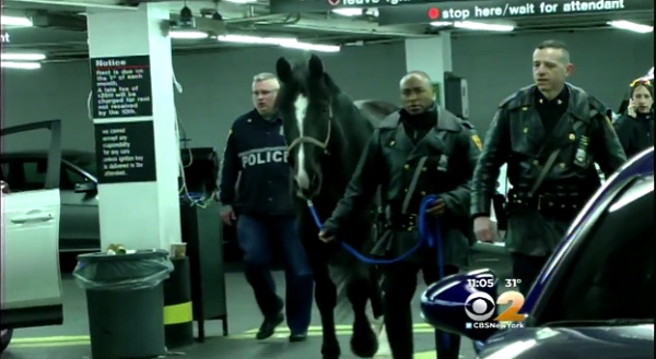 Police horse Gunny