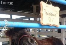 The Best of #HorsesOfInstagram mini horse teabiscuit