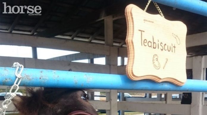 mini horse teabiscuit