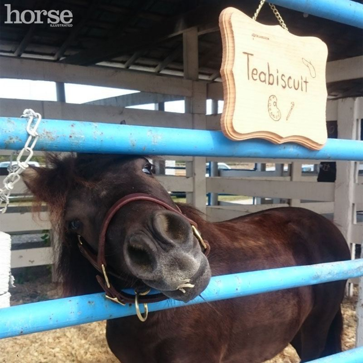 Mini Horse teabiscuit