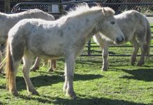 Landowners Have Mixed Feelings About These Free-Roaming Ponies Ukiah Wild Ponies