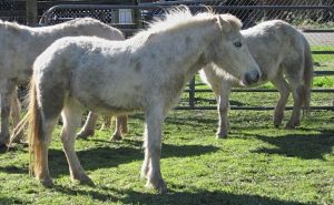 Landowners Have Mixed Feelings About These Free-Roaming Ponies