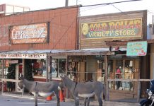 Arizona’s Booming Wild Burro Population Draws Tourists, Creates Hazards Wild Burros of Oatman