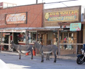 Arizona’s Booming Wild Burro Population Draws Tourists, Creates Hazards