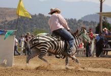 Zebra barrel racing