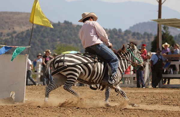 Zebra barrel racing