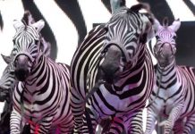 Universoul Circus Zebras
