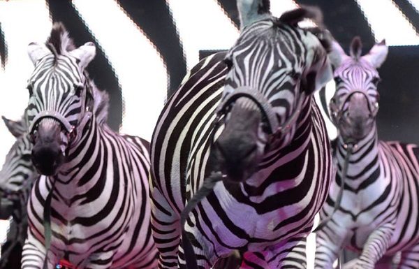 Universoul Circus Zebras