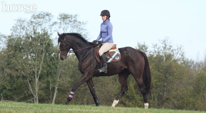 english horse and rider working at a trot
