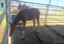 Valentine the rescue colt