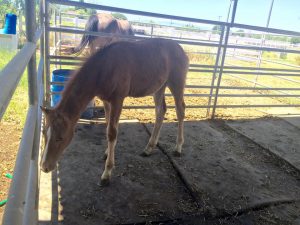 Update on Valentine, the Foal Rescued from a Ravine