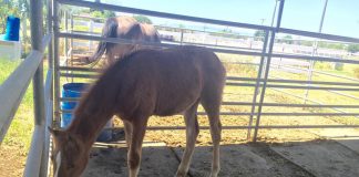 Valentine the rescue colt