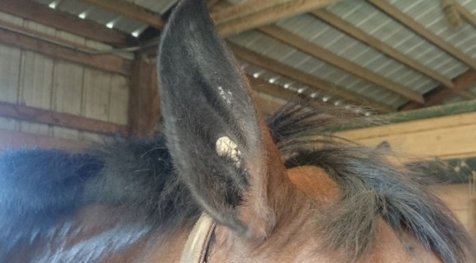 Horse ear plaque