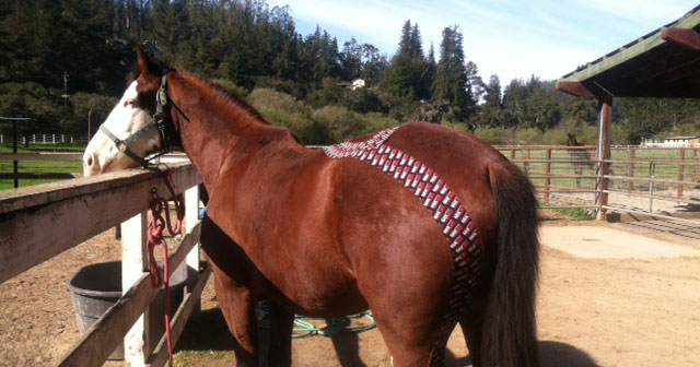 Kinesiology tape for horses