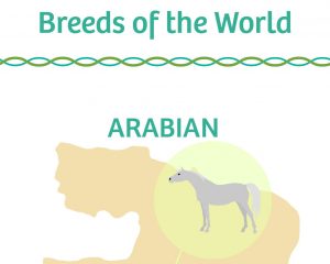 8 Horses of the World