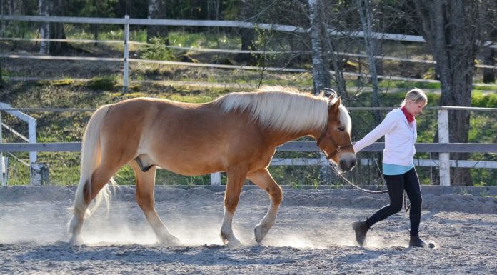 Woman leading a Haflinger horse