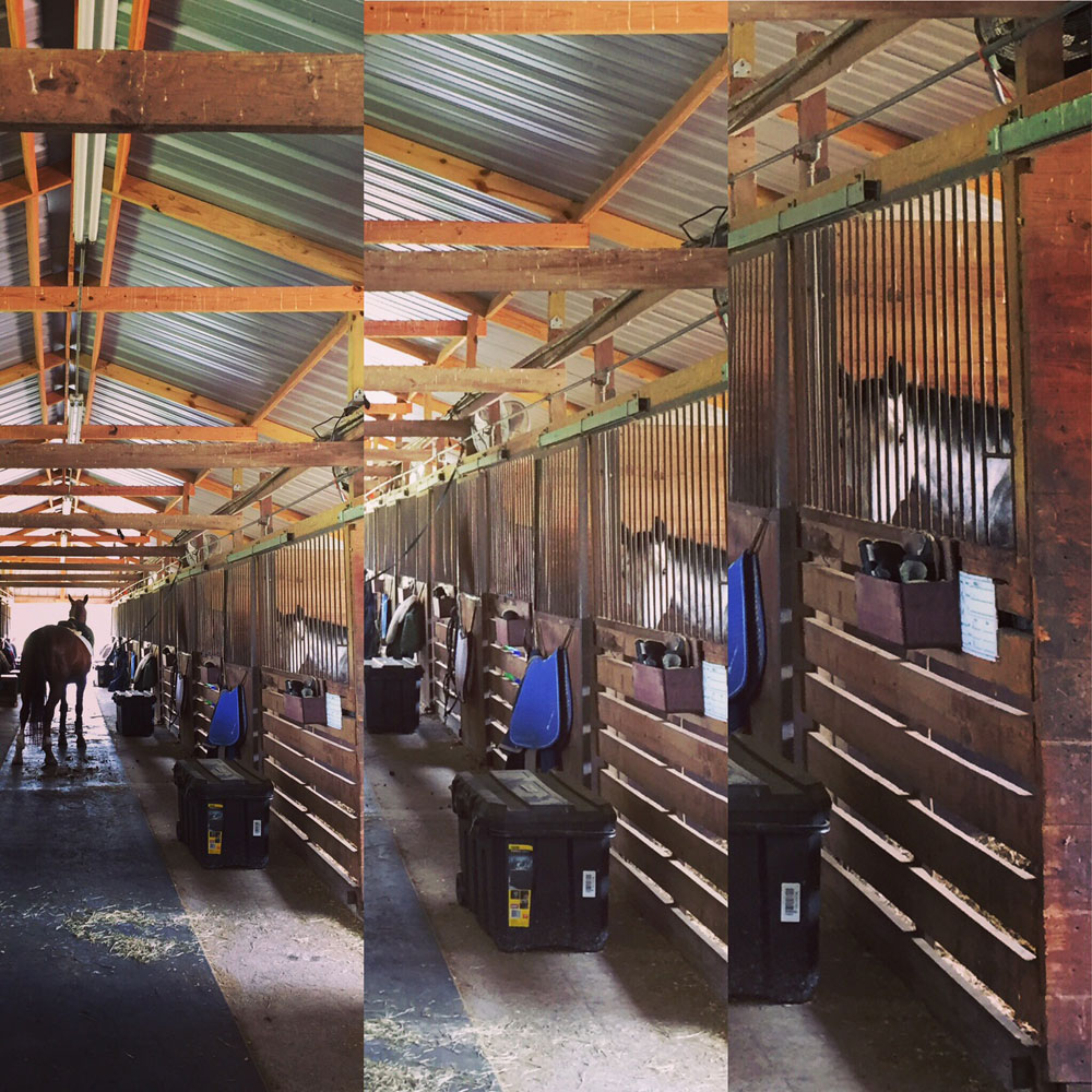 Horses in the barn