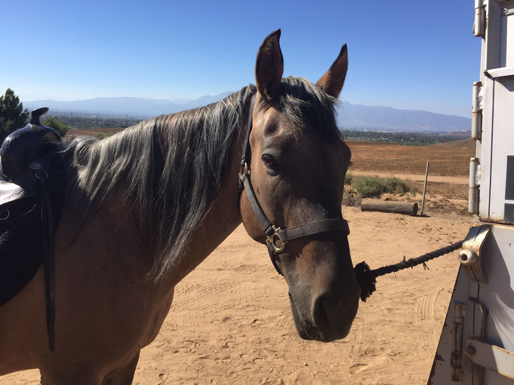 Spanish Mustang 