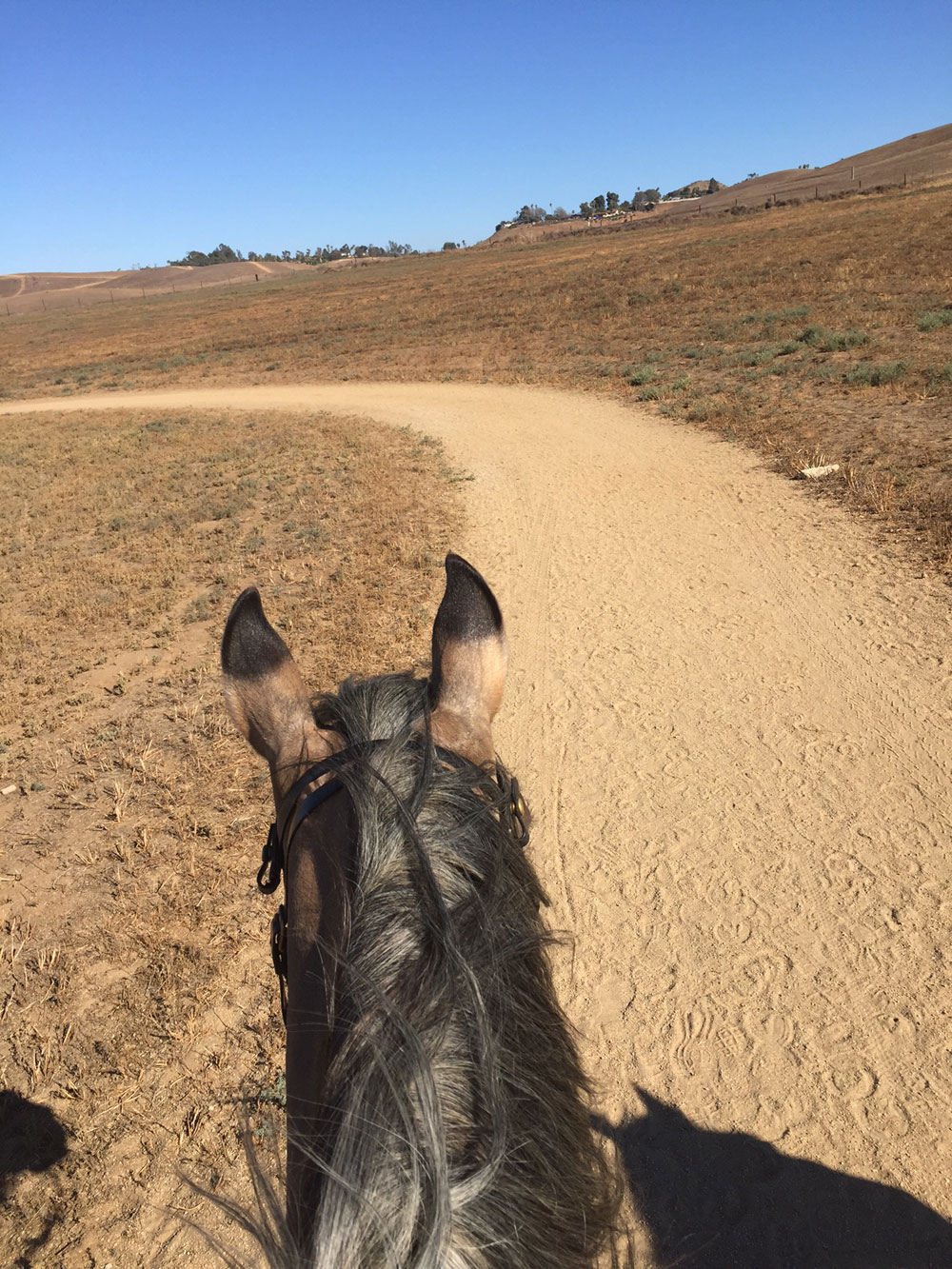 Spanish Mustang